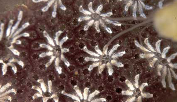 botryllus